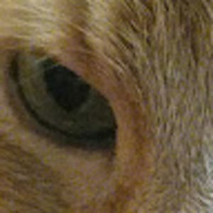 Meet your Posher, Veltem